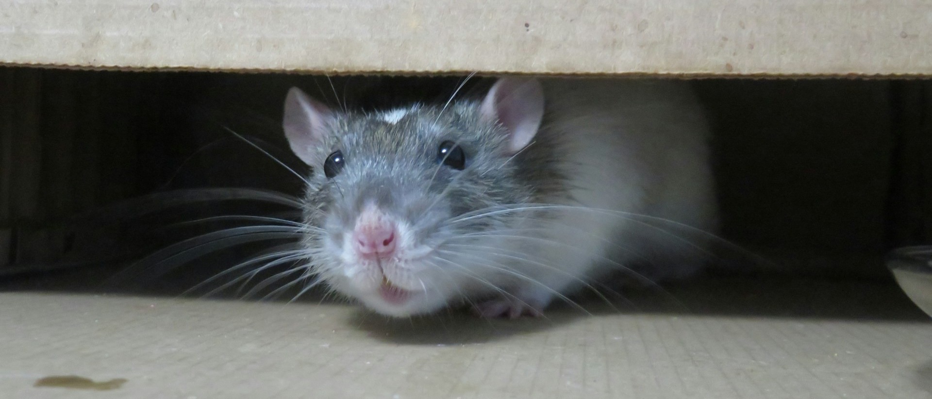 rodent control sydney rodent control sydney
